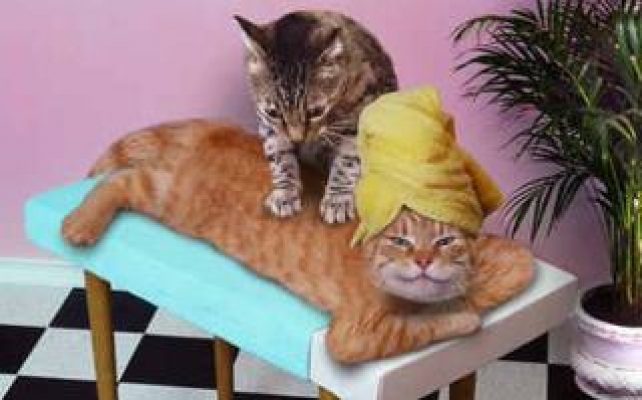 *STRESS* Le ronron des chats est anti-stress, VRAI OU FAUX ?