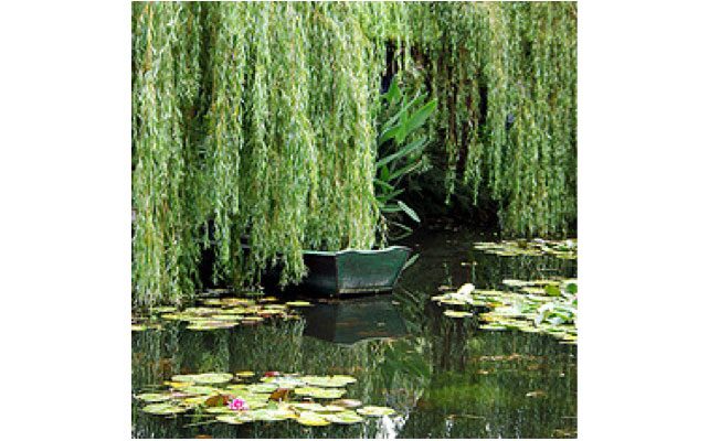 *STRESS* Êtes-vous un saule pleureur