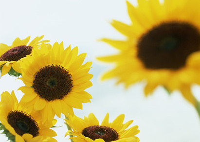 Joie et Bonheur © ffx520 - Fotolia.comtournesols