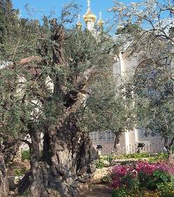 Le Jardin de Gethsémani