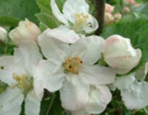 Les fleurs de bach - apple