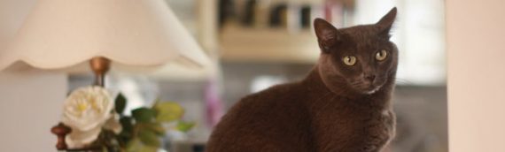 le 6e sens des animaux : aujourd’hui les chats