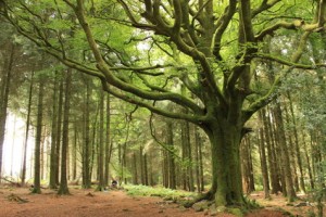 L'intuition et l'arbre 