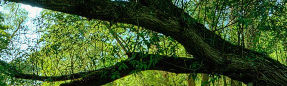 Decodons vos lectures intuitives de l’arbre