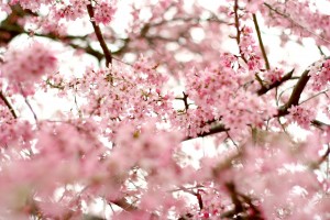 twigs-branches-trees-flower-sky-cherry-cherries-flowers-rose-petals-spring-nature-blur