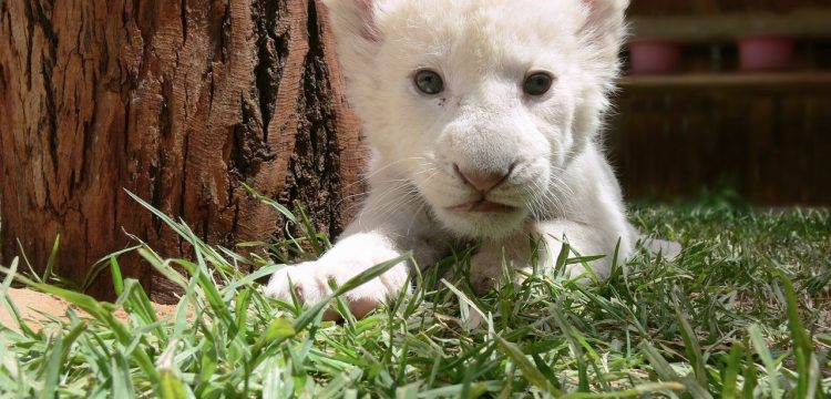 Petit lionceau deviendra grand