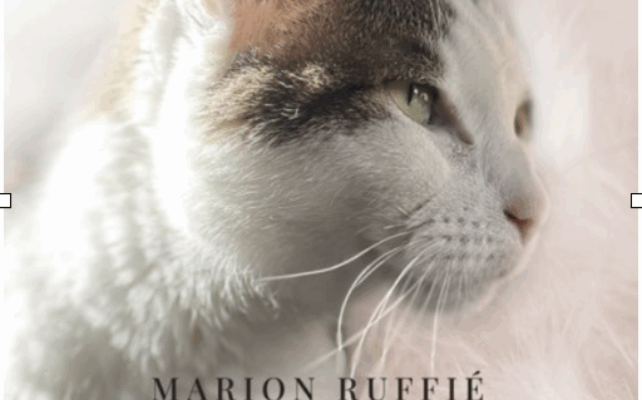 Accompagner son chat jusqu'à son dernier souffle
